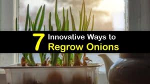 How to Regrow Onions titleimg1