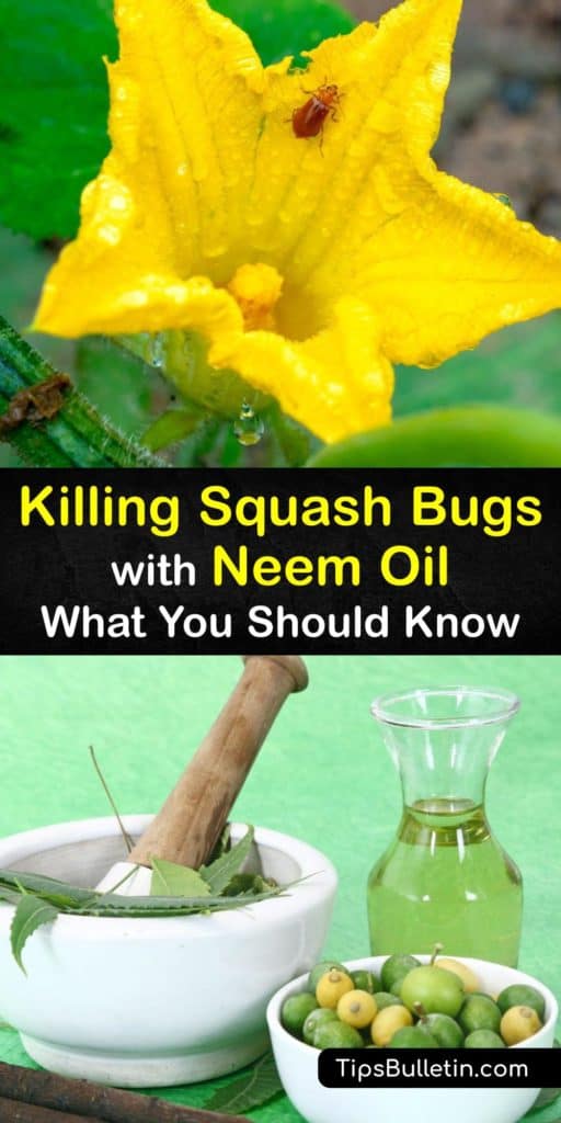 Discover some helpful tips for using neem oil spray, diatomaceous earth, and other neem oil recipes that protect against powdery mildew, the squash vine borer, cucumber beetles, stink bugs, and squash bugs, all while attracting beneficial insects to your garden beds. #neem #oil #squash #bugs