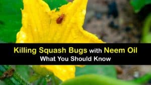 How to Use Neem Oil for Squash Bugs titleimg1