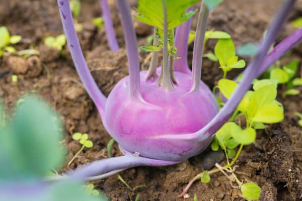 For a vegetable to plant in cooler climates in June, try kohlrabi.