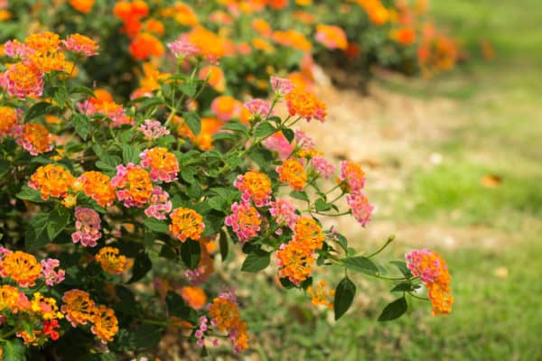 Lantana is a pretty flower with an unpleasant smell.