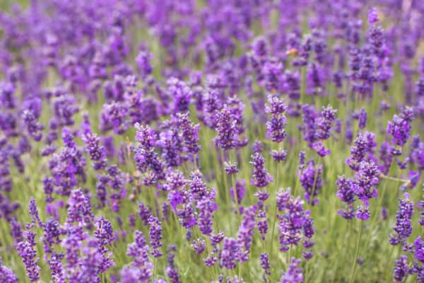 Lavender has a variety of uses.