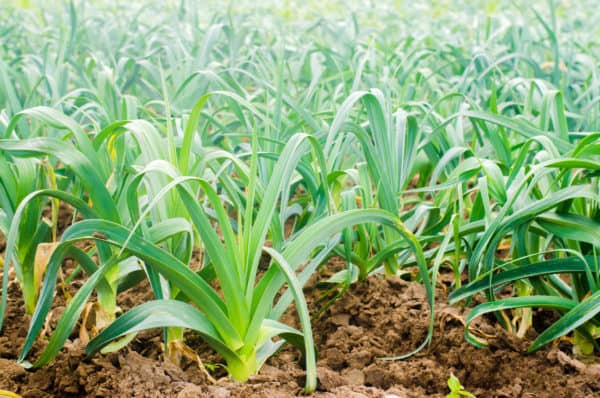 Leeks are great companion plants for arugula.