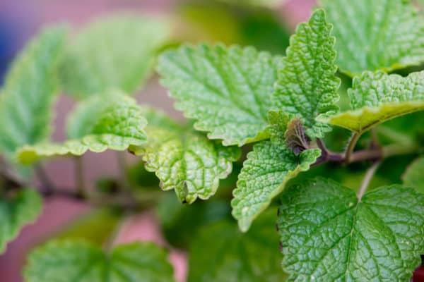 Repel mosquitoes with lemon balm.