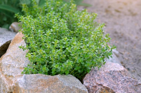 Lemon thyme is a low-growing citrusy-smelling plant.