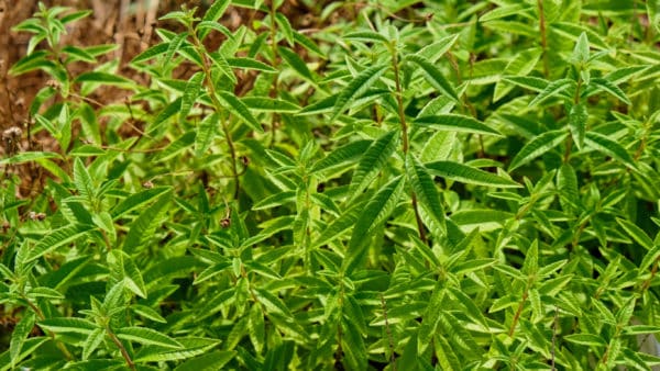 Mosquitoes don't like lemon verbena.