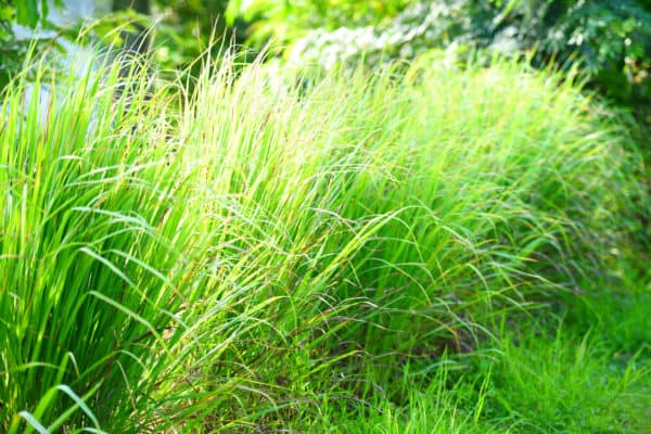 Lemongrass is a popular herb for repelling mosquitoes.