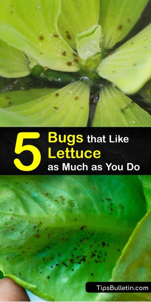 Find out which insects are looking to eat your fresh romaine before you even harvest it. Discover ways to get rid of cutworms and armyworms using homemade insecticides that won't damage your crop in the process. #lettuce #bugs #insects