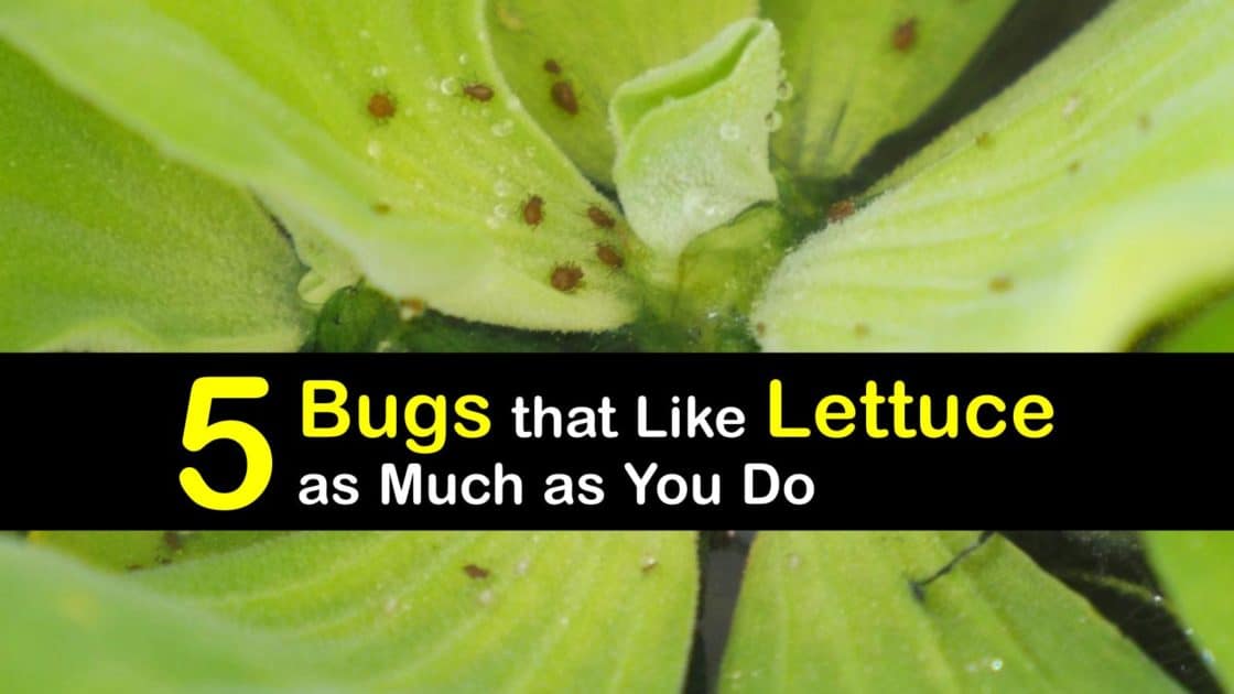 LettuceEating Bugs to Watch for