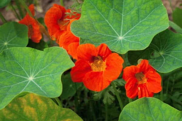 Plant nasturtiums with watermelon to draw insects away.
