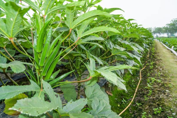 Plant okra seeds in May to pick your crop in late summer.