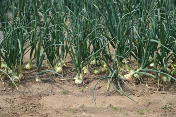 Start onion sets in June in lower growing zones.