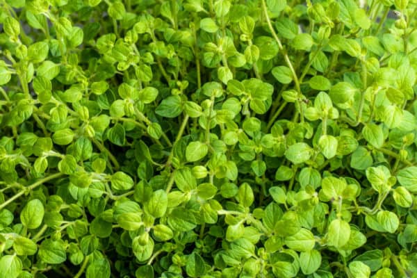 Oregano is a prolific grower.