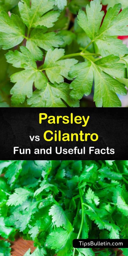 Learn the differences between parsley and cilantro or Chinese parsley, each herb's many cooking and medicinal uses, and their health benefits. Parsley is a popular garnish, while cilantro is an essential ingredient in Asian and Mexican dishes. #differences #cilantro #parsley