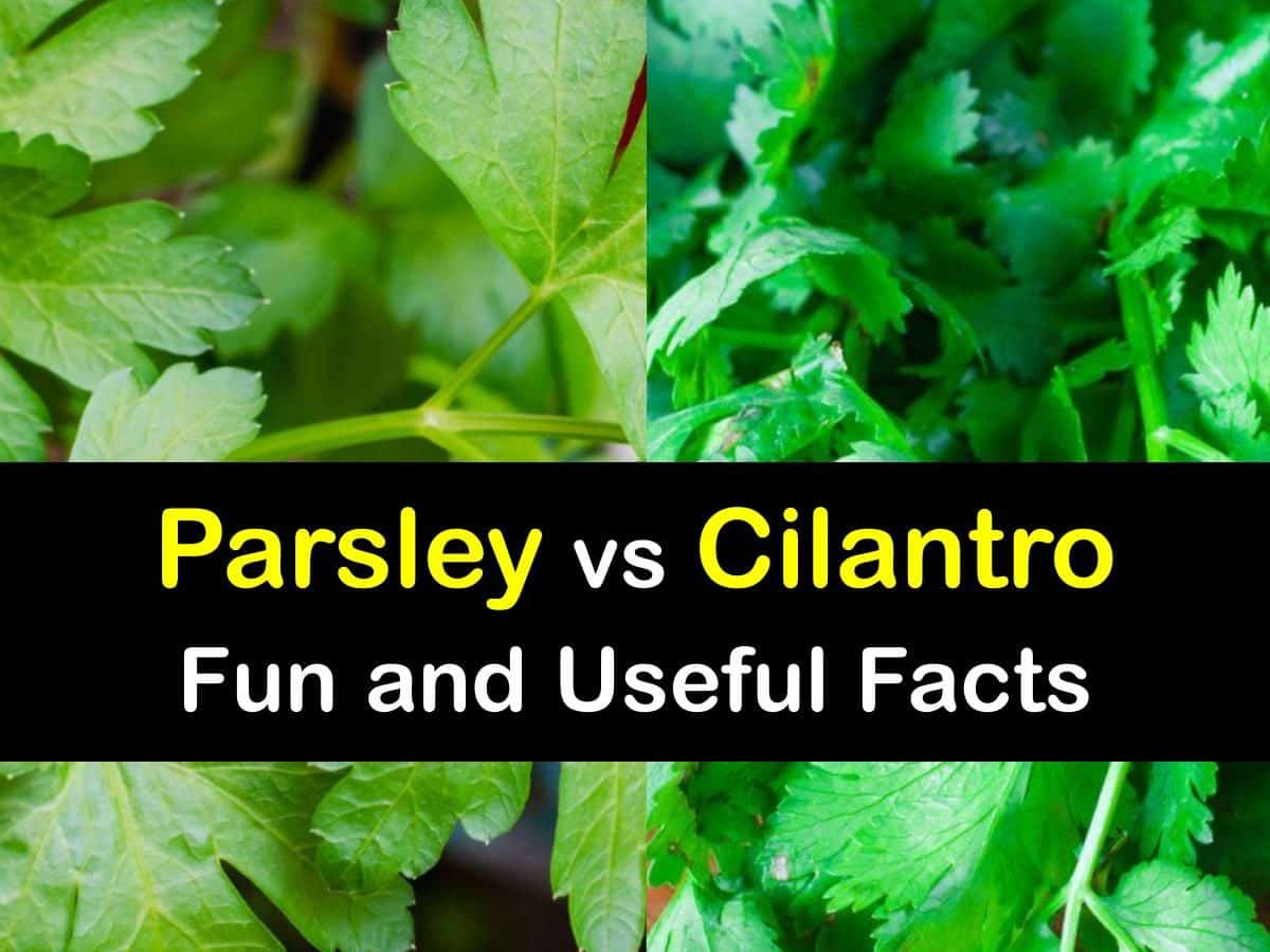 Coriander Vs Parsley