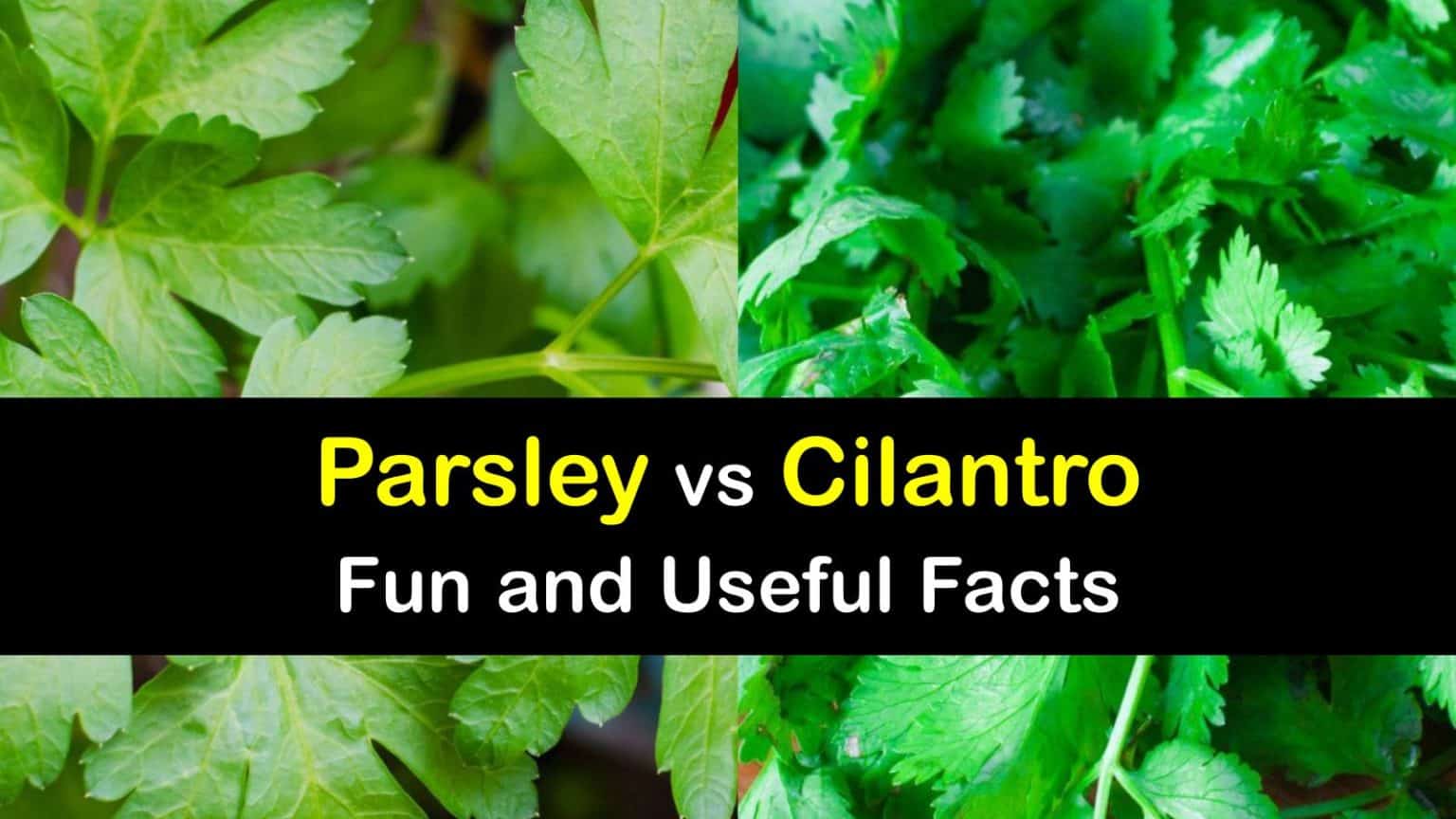Differences between Parsley and Cilantro