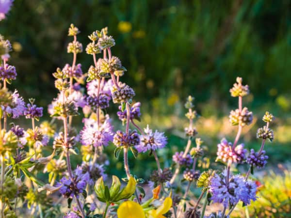 Although pennyroyal deters mosquitoes, it is also toxic.