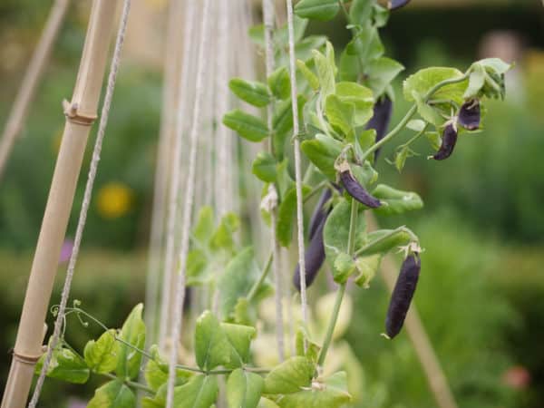 Pole beans grow nicely with watermelons.