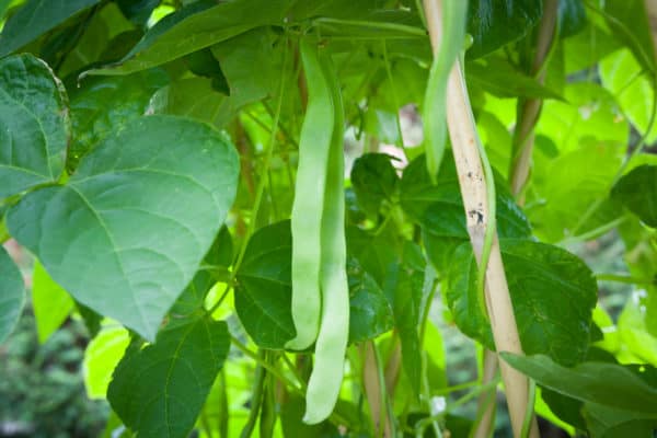 Pole beans don't take up a lot of room since they grow upward.