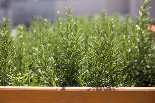 Rosemary carries a strong scent.