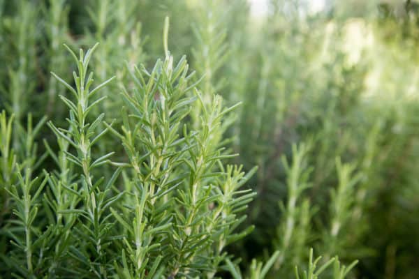 Plant rosemary in June to enjoy the herb throughout the fall.