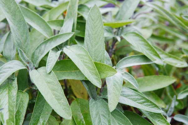 Sage is a garden favorite.