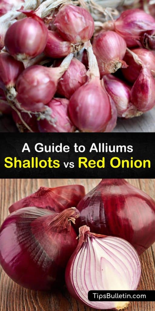 Learn the difference between shallots vs red onions and how to use them in recipes. Chives, leeks, spring onions, white onions, and green onions all come from the allium family, and it’s hard to know which ones to use when a recipe calls for onions. #shallots #red #onions