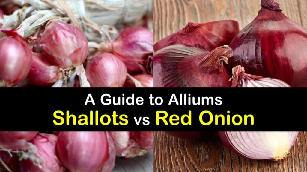 Differences between Red Onions and Shallots - Tips Bulletin