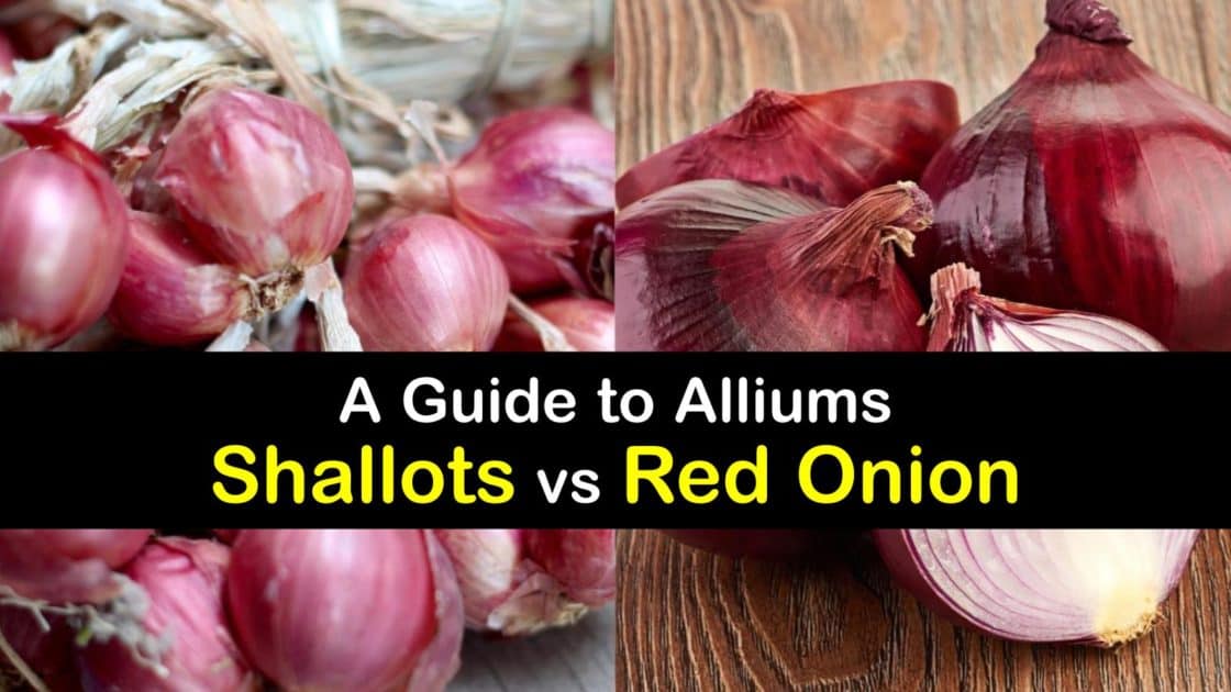 Differences between Red Onions and Shallots