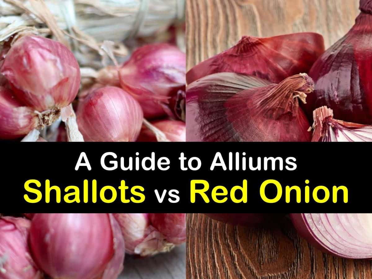 Shallots vs Onions - What is the Difference? and How to Use Them