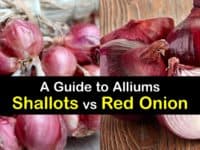 Shallots vs Red Onion titleimg1
