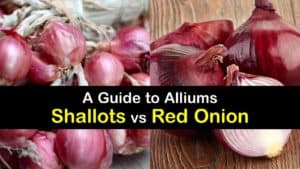 Shallots vs Red Onion titleimg1