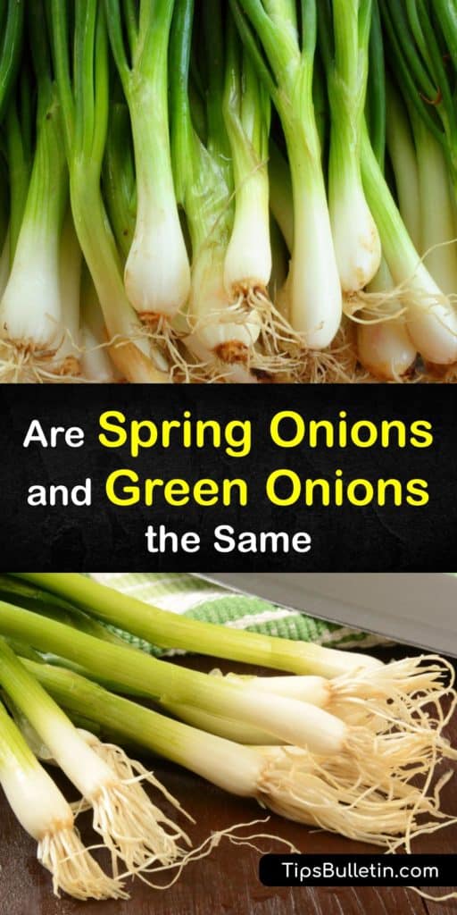 Learn about spring onions vs green onions. Spring onions have small white bulbs. Green onions get harvested before forming a bulb. Use them in baked potatoes or stir-fry recipes. Bunching onions, chives, leeks, and shallots are different species in the Allium genus. #spring #green #onions