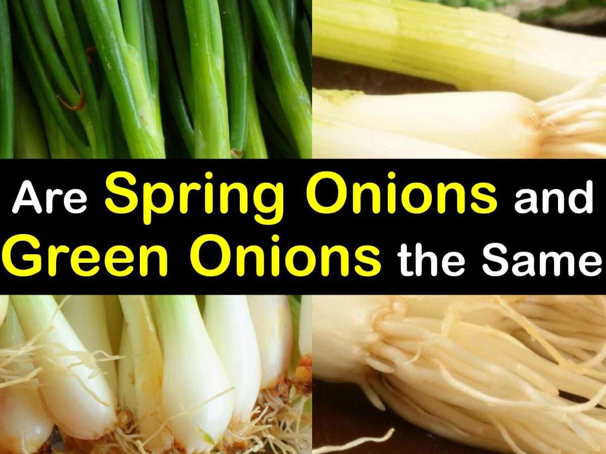 Shallots Vs Spring Onions
