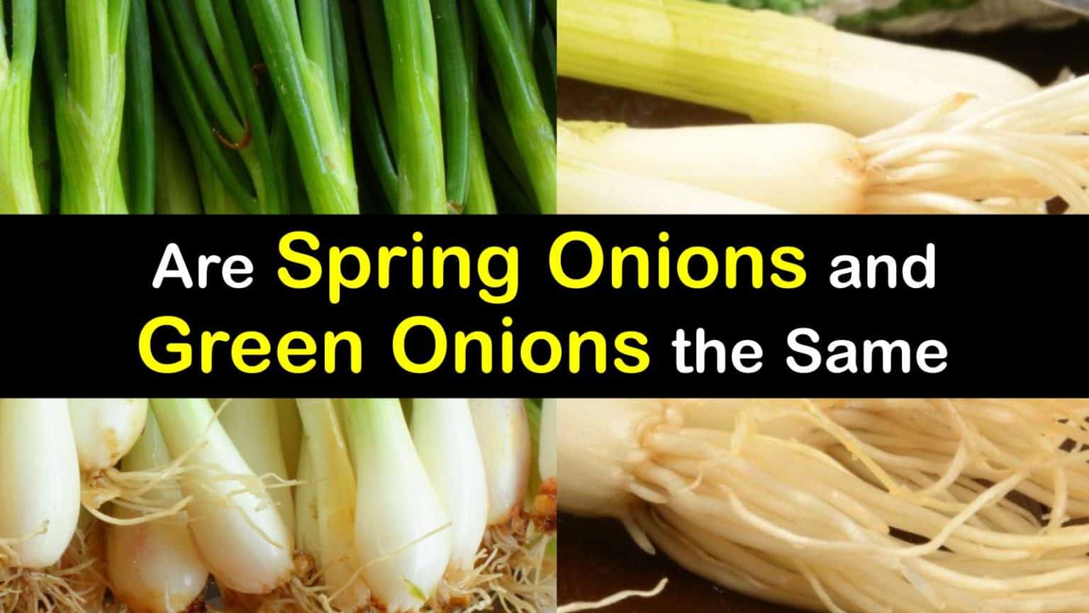 Differences between Spring Onions and Green Onions