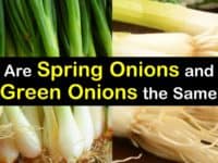 Spring Onion vs Green Onion titleimg1
