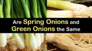 Spring Onion vs Green Onion titleimg1