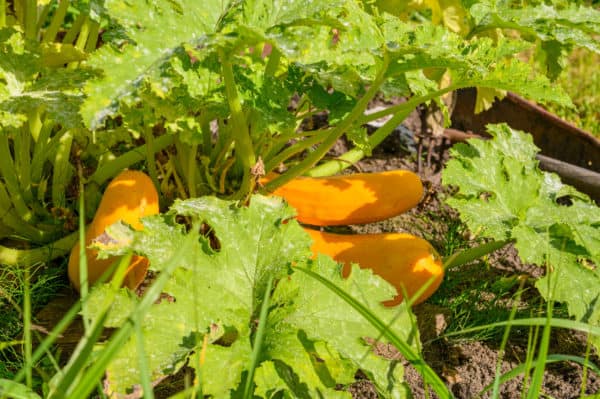 Grow squash for a delicious summer treat.