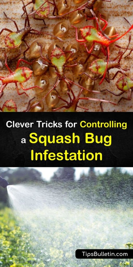 Discover why an adult squash bug infestation means trouble for your squash plant and how to handle them. Find out how to eliminate squash bug eggs and kill an adult squash bug with neem oil and insecticidal soap. #squash #bugs #infestation #gardening