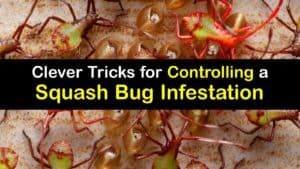 Squash Bug Infestation titleimg1
