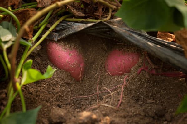 Grow veggies like sweet potatoes year-round in the Southwest or Hawaii.