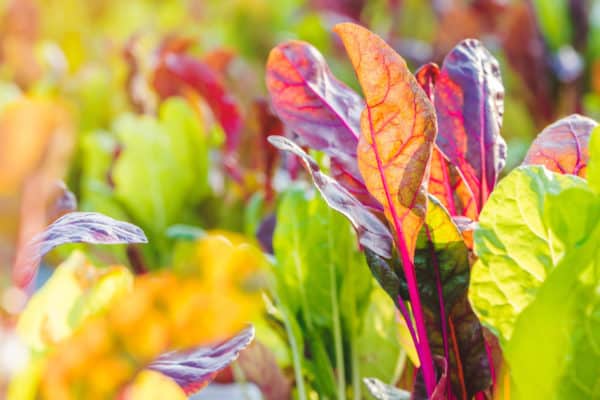 Plant Swiss chard in May if you live in a cooler climate.