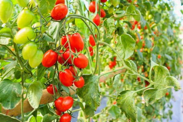 Plant tomatoes in June in USDA zones 8-10.