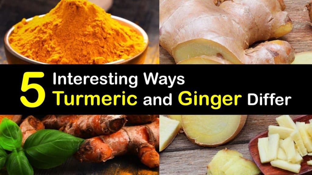 Turmeric vs Ginger titleimg1