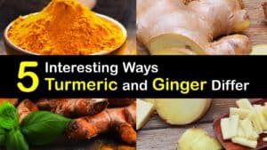 Turmeric vs Ginger titleimg1