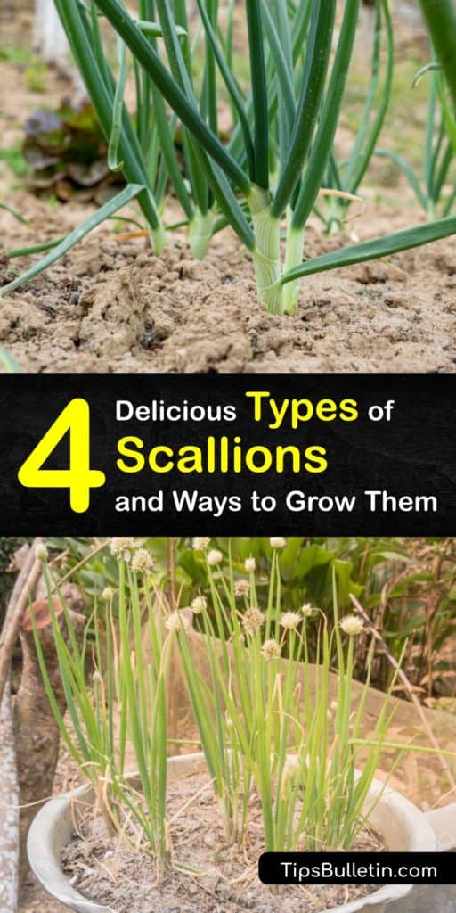Find different types of scallions outside of what you may see at the grocery store. Discover different types of spring onions like chives, leeks, and shallots to grow and include in dishes like stir-fry. #scallions #onions #varieties