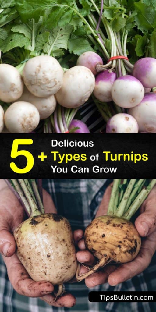 Explore some of the most unique biennial root vegetable plants and turnip greens. These Brassica rapa cultivars, such as the Purple Top, Scarlet, and Golden Ball have beautiful white, red, and yellow flesh to open your eyes to the numerous cultivars. #types #varieties #turnips