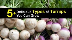 Types of Turnips titleimg1