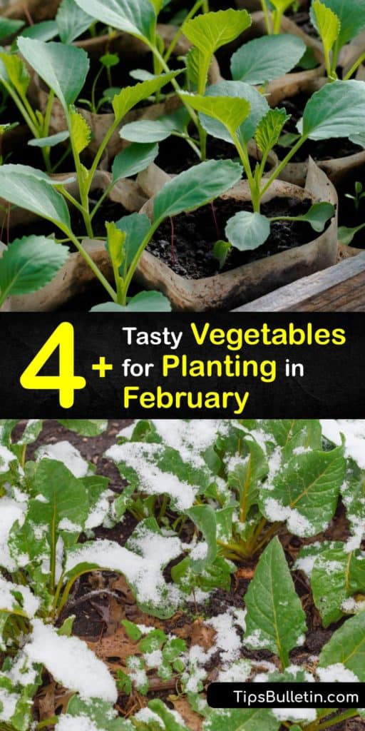 Discover how to plant a February garden by starting cool-season veggies indoors to encourage germination or directly in a cold frame garden. Many plants are cold-hardy, including parsnips, shallots, and turnips, and mulch helps keep the soil warm. #planting #february #vegetables