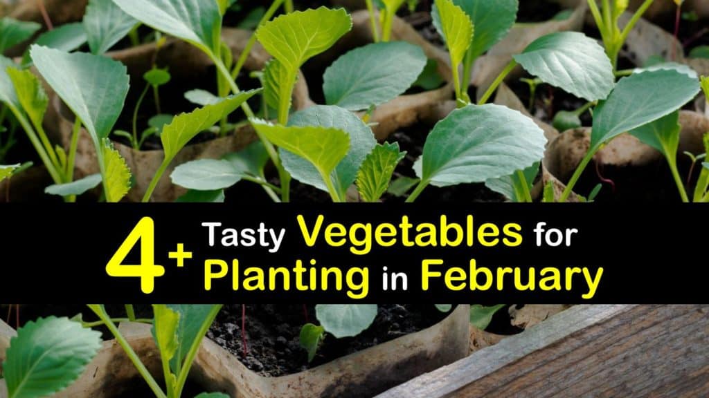 Vegetables to Plant in February titleimg1